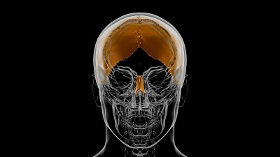 人体骨骼颅骨顶骨解剖医学概念3D