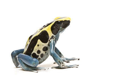 毒镖蛙，Dendrobates tintorius，看起来是对的