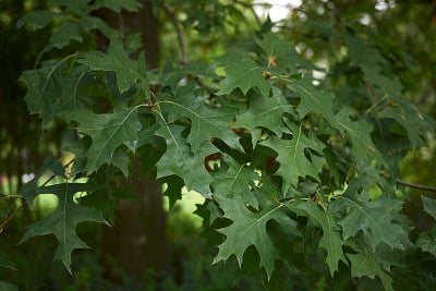 Quercus palustris