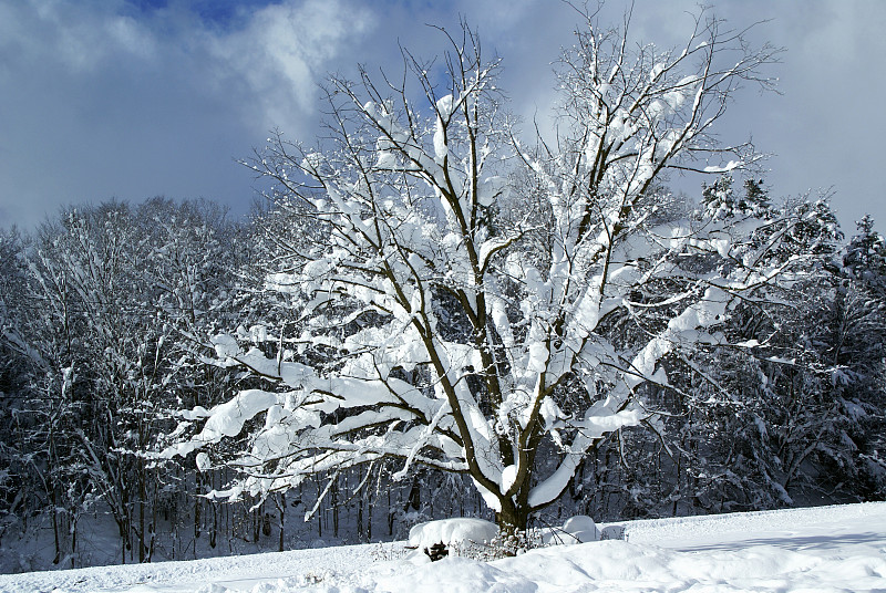树被大雪覆盖