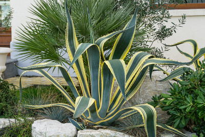 美丽的条纹叶美国龙舌兰(agave americana)或哨兵植物上粗棕榈背景在秋季索契。