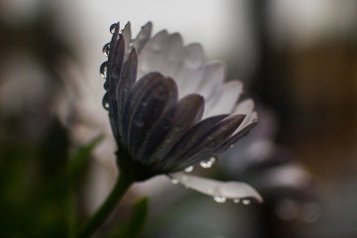 花在雨中