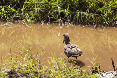 Shoebill
