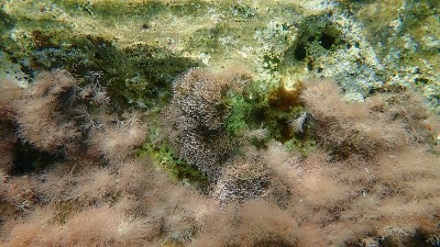 爱琴海海底的海藻