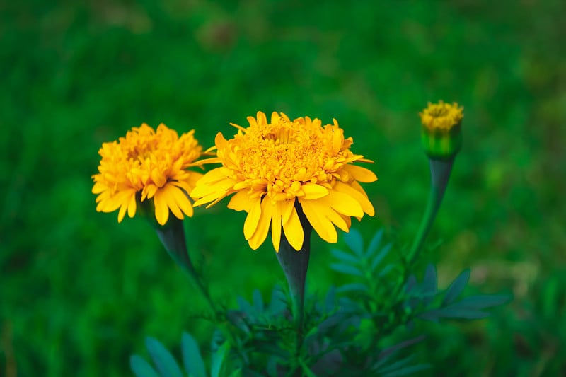 花园里有黄色的花