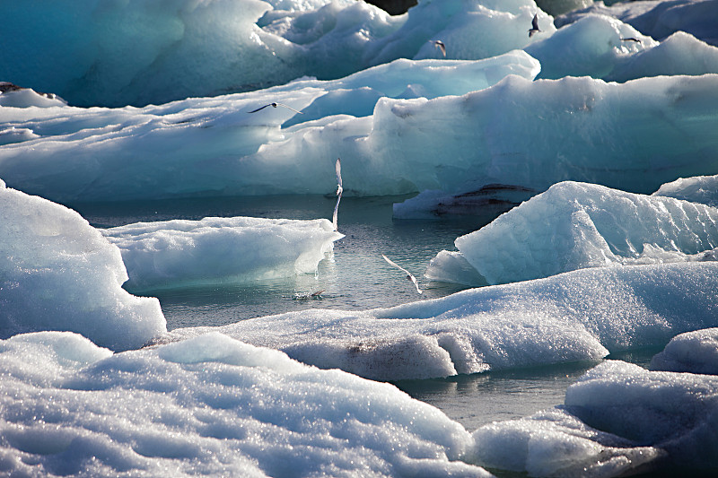 北极燕鸥- Jokulsarlon湖，冰岛