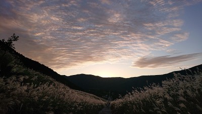 日落时分的芒草平原