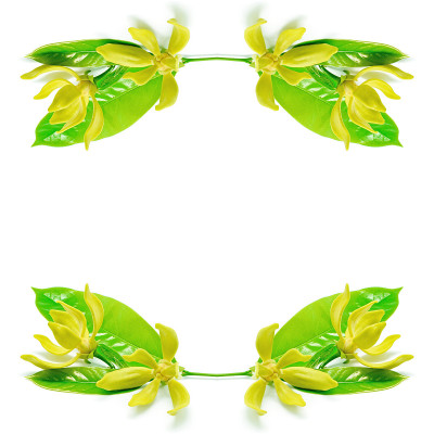 衣兰