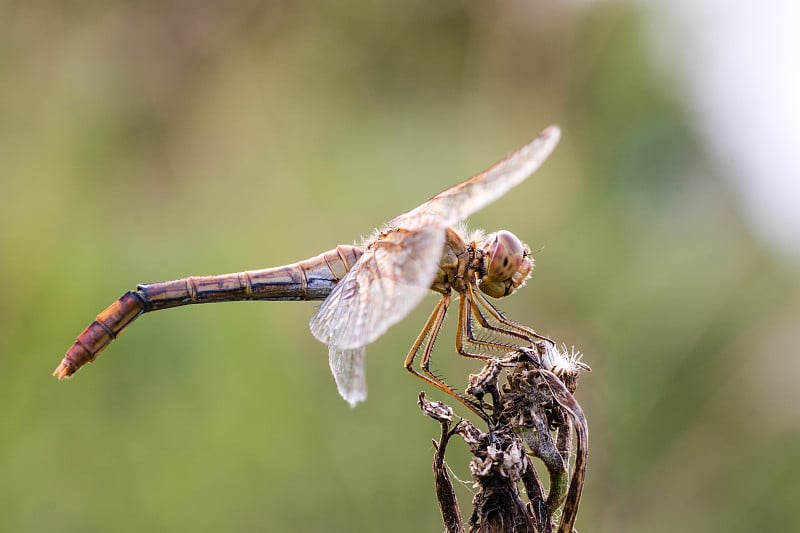 蜻蜓昆虫，特写侧视图。Sympetrum flaveolum