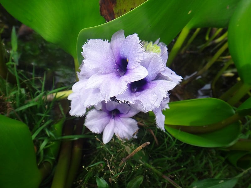 一穗大的蓝色花-水生植物-水葫芦或水兰花