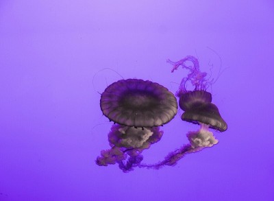 水母