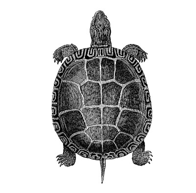陆龟的古老插图
