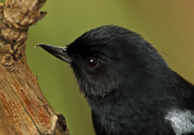 光泽Flowerpiercer