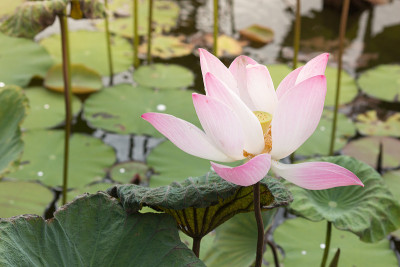 一个莲花