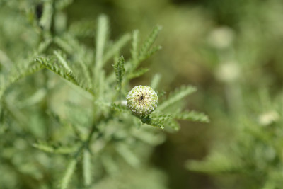 黄色的菊花
