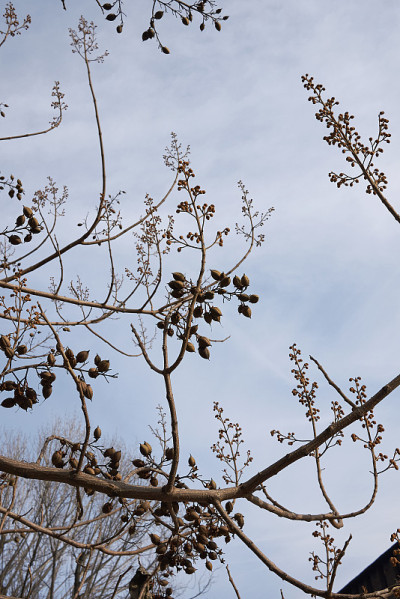 Paulownia tomentosa