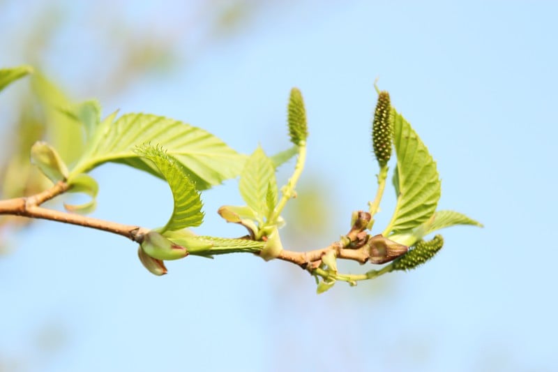 四叶草，春天，花，