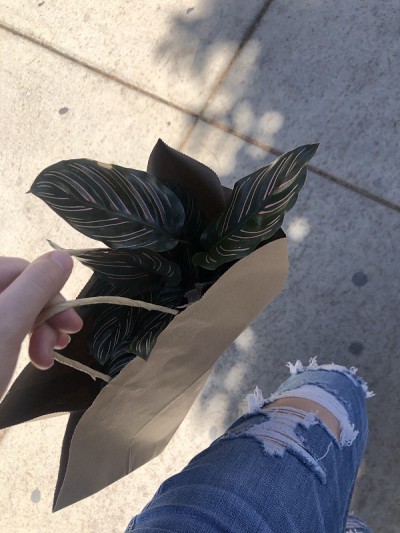 把室内植物搬回家