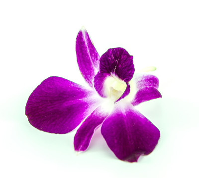兰花的花