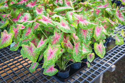 虎杖双色叶植物、彩叶盆中观赏植物、园林中各种后叶植物、斑点叶Aglaonema转盆概念植物