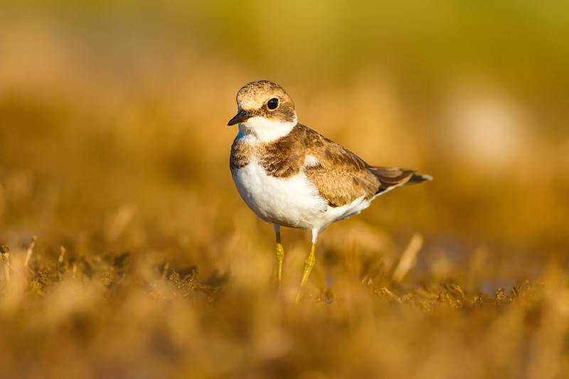 可爱的小水鸟。水和沙子背景。鸟:普通环鸻。Charadrius hiaticula。