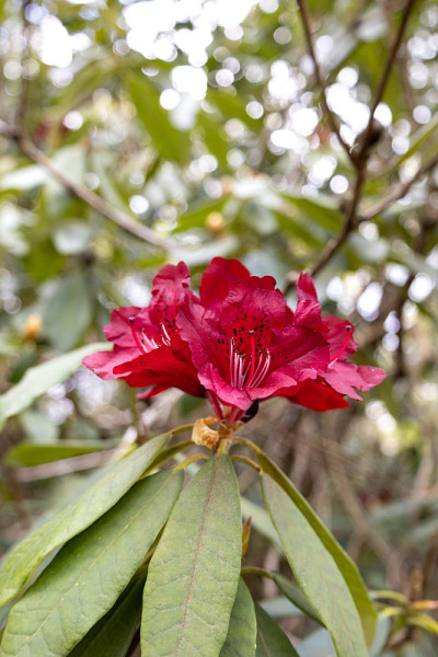 花选择