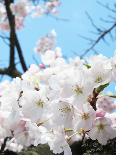 明亮甜美美丽的春天的Akebono樱花在2021年4月初盛开
