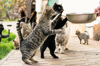 咆哮的搞笑虎斑猫需要食物