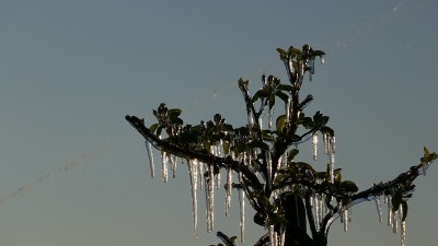 有一层冰层可以防止花果结冰。
