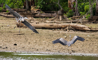Blue Heron