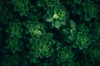 暗光下的绿色植物