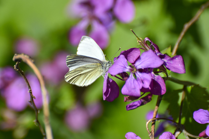 野花上的绿脉白蝴蝶(Pieris napi)