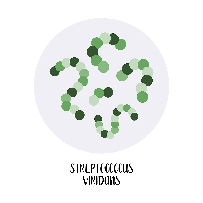 草绿色链球菌。球形,革兰氏阳性细菌。形态。微生物学。矢量平面插图