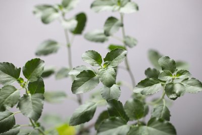 神圣的图拉西plantм