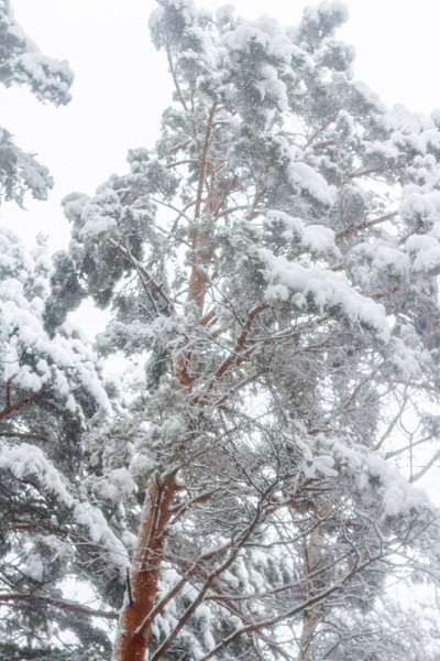 一场大雪后的松树