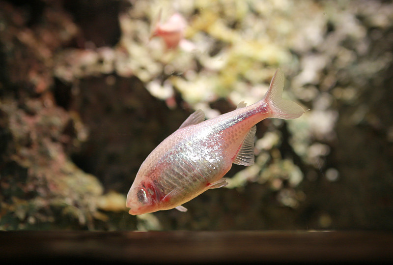 盲洞墨西哥四鳃水族鱼。