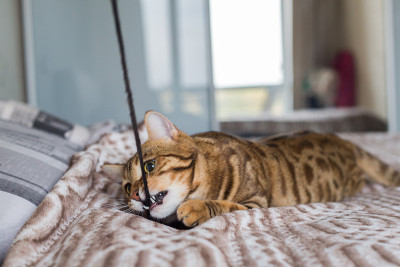 孟加拉猫在房子的床上玩