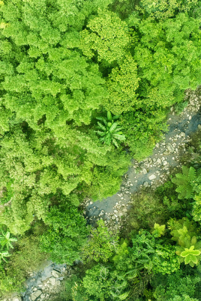 丛林背景有一条小河