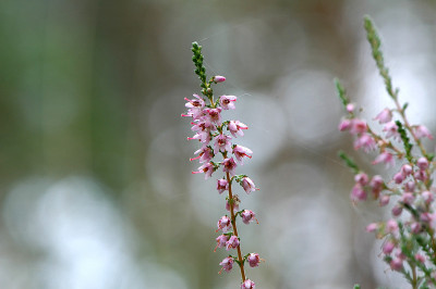 石南花特写