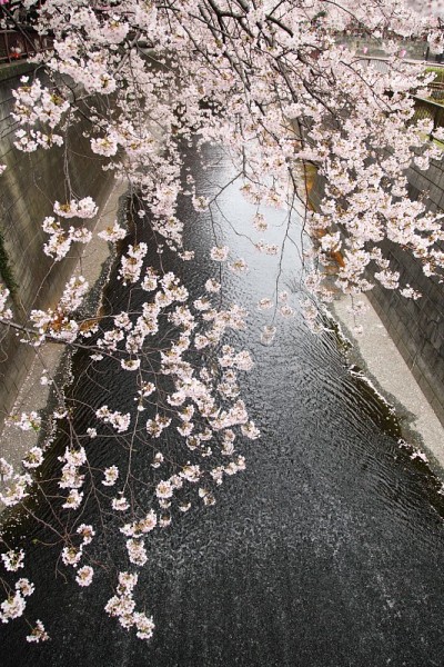 日本东京目黑河边的樱花