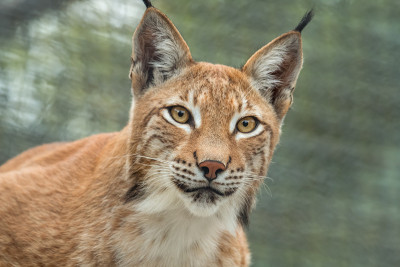 猞猁、特写肖像。野生动物
