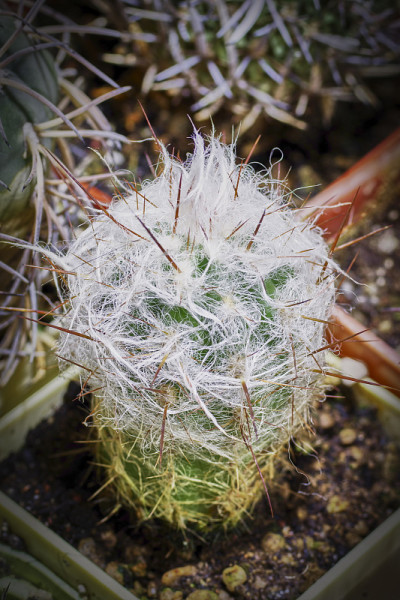 仙人掌Espostoa lanata -老人仙人掌，秘鲁雪球仙人掌，毛茸茸的仙人掌与白色毛茸茸的毛