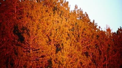 夕阳下的灰色松林