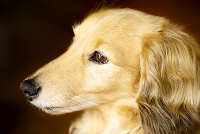 脸在侧面的棕色微型腊肠犬。