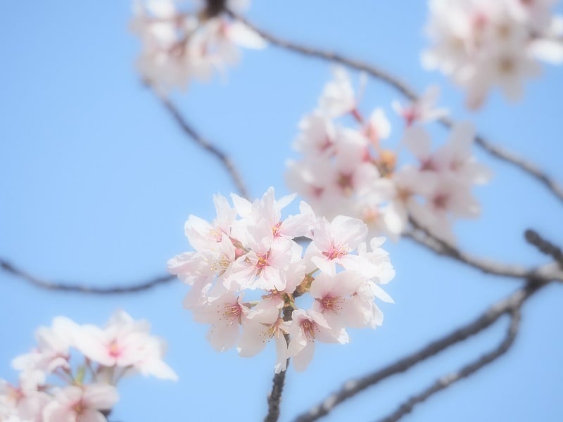 樱花