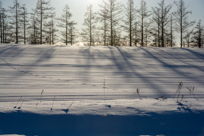 雪地里的树影和野生动物的足迹