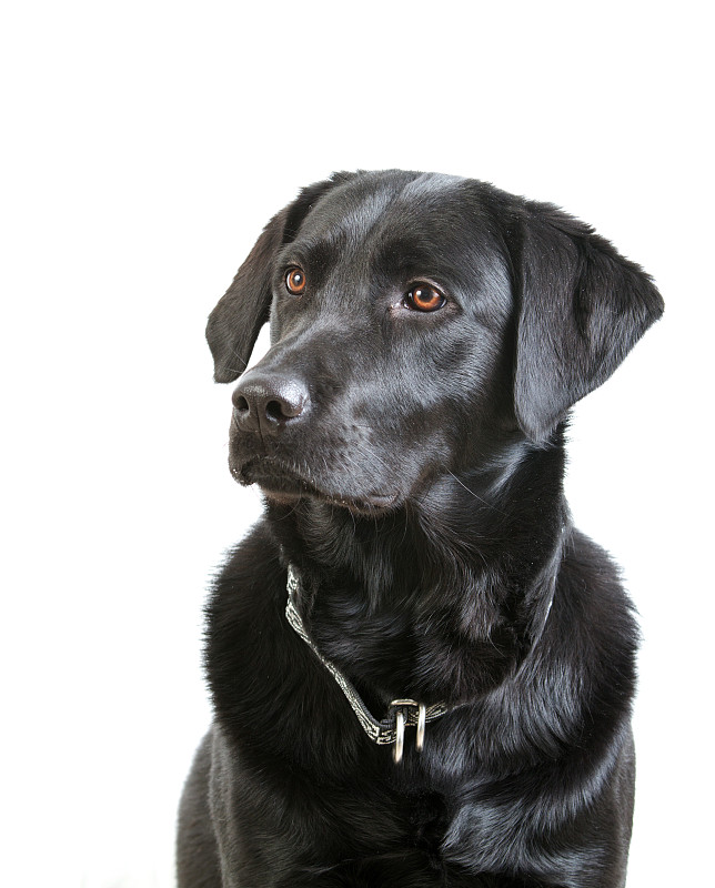 黑色拉布拉多猎犬，项圈坐着