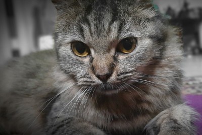 可爱的猫