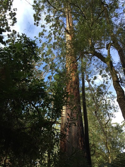Maits Rest Rainforest Walk