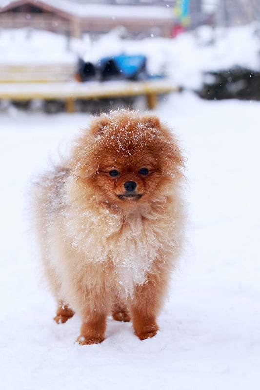 这只狗是博美犬的品种